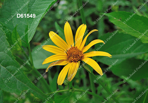 False Sunflower (Heliopsis helianthoides)